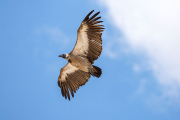 Flying White-backed vultures (Gyps africanus), blue sky, Namibia