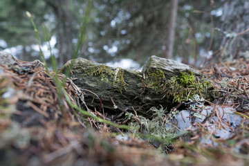 Moosbedeckter Waldboden