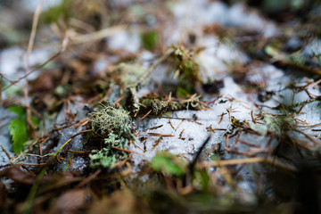 Moosbedeckter Waldboden
