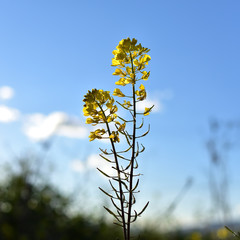 Yellow flowers lit by sunset sun with blue sky in the background