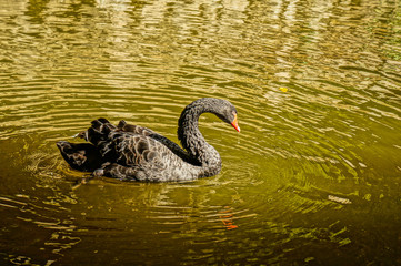 Black swan swimming