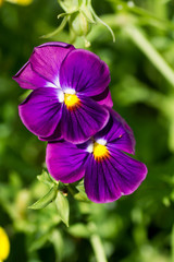 2 pansy flowers lilac in the garden