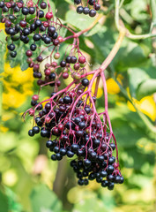 Forest black elderberry, shrub with berries