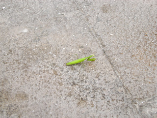 European mantis on stone pavement