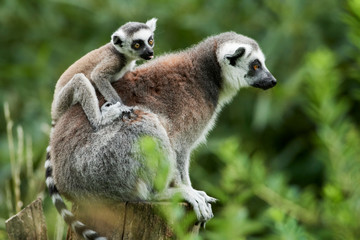 Lemur catta baby on the mother's back/Lemur catta baby and mother/Lemur Catta