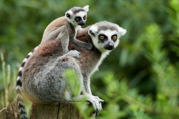Lemur catta baby on the mother's back/Lemur catta baby and mother/Lemur Catta - Powered by Adobe