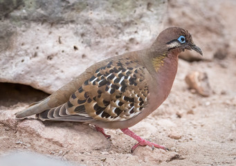 Galapagos Dove - Zenaida galapagoensis - 5684