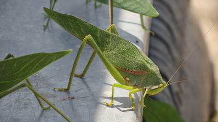 Saltamontes