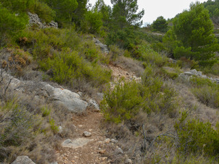Fototapeta na wymiar Foot path through try macchia in Spain
