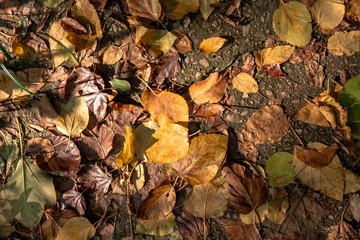 autumn leaves on the ground