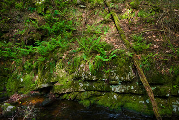 Wall of Ferns