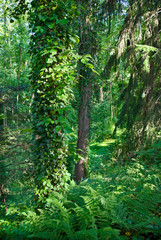Lush Green Forest