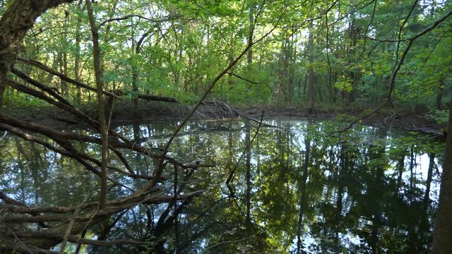  Swamp Pond in Forest Woods