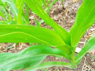 Obraz premium corn on stalk