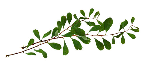 Waved twigs with small green leaves
