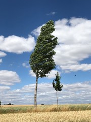 Unbeugsam im Wind