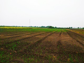 Fototapeta na wymiar field of wheat in spring