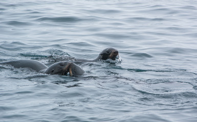Seals