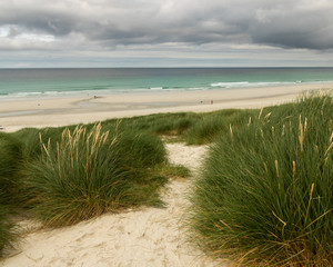 path through grass to the beach