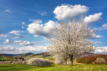 Fototapeta na wymiar Landscape with Blooming Cherry Trees in April, Germany
