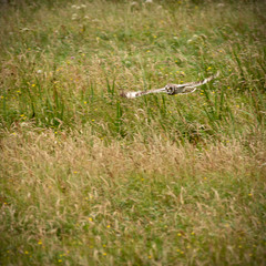 Short-eared owl hunting in scotland