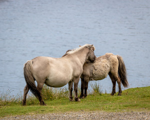 Fototapeta na wymiar shetland ponies, north uist, outer hebrides 