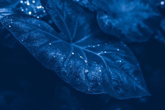 Beautiful closeup macro of heart shaped fairy dreamy magic calladium leaves with drops of water. Natural eco background backrop of beauty in nature. Toned with classic blue 2020 colour.