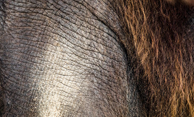 background which the structure of hide of elephant is represented on