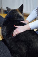 The maser massages an old dog with s painful joints