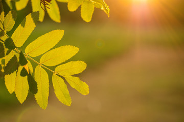 a branch of a Rowan tree on a gleam in the rays of the setting sun
