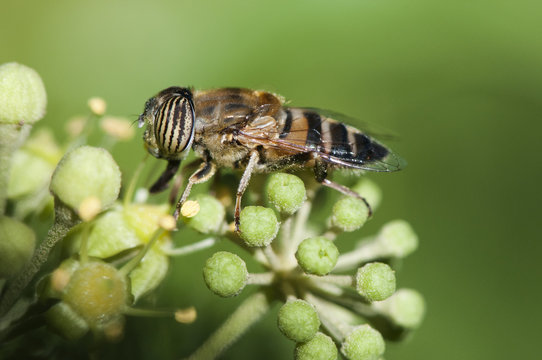 Eristalinus taeniops band-eyed drone fly diphther of the Syrphidae family with peculiar eyes to bands feeding on ivy plant