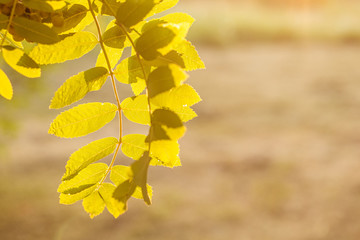 bright Rowan leaves illuminated by the sun