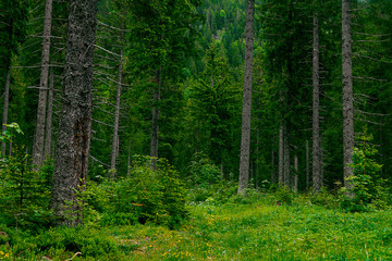 Bergwald mit sehr hohen Nadelbäumen und einem Bergrücken im Hintergrund