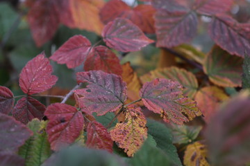 Red orange leafs laub