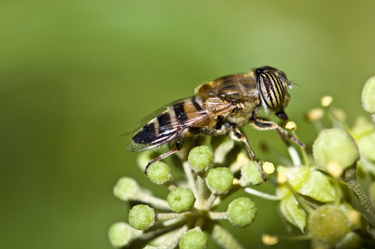 Eristalinus taeniops band-eyed drone fly diphther of the Syrphidae family with peculiar eyes to bands feeding on ivy plant