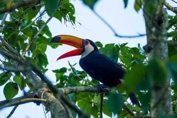 Tucan Iguacu