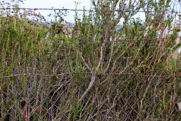 Chaparral scrub growing through rusted barbed wire fence
