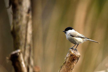 The marsh tit (Poecile palustris)