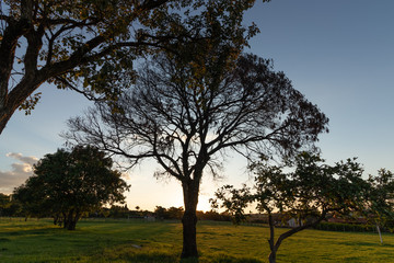 Fototapeta na wymiar tree landscape