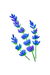 lavender watercolor drawn illustration. isolate on white background