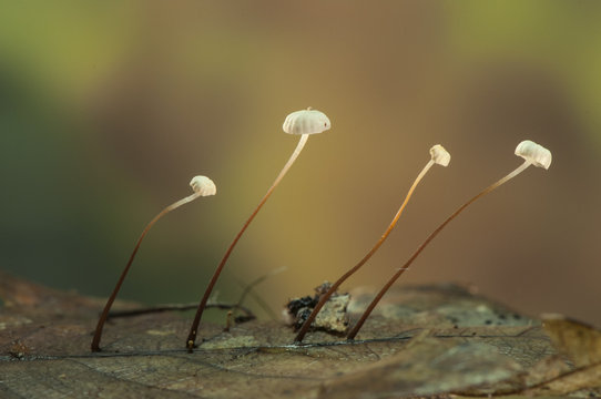 Marasmius androsaceus diminuta brown mushroom that grows on decaying oak leaves