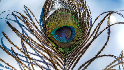 Beautiful texture and color. Firebird feathers in macro
