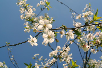 Cherry blossom. Spring background