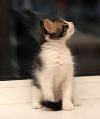 little fluffy gray with a white kitten