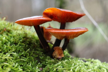 Mushrooms Pilze Moos Natur