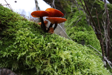 Mushrooms Pilze auf Moos