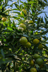 Unripe lemons on the branch of a tree in the garden over a blue sky. Organic farm and healthy food concept. Harvesting and agriculture.
