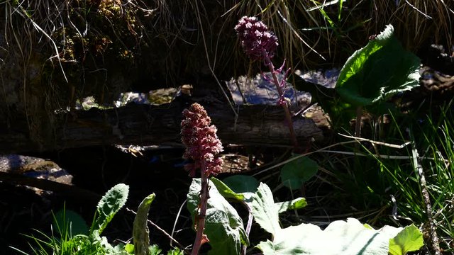 Butterbur Wildflowers at a Water Stream in a Mountain Valley Forest in Austria Pink Wild Flowers Petasites Hybridus