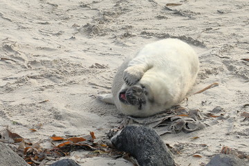 Seal baby on the Helgoland island, Germany.