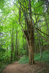 old rotten tree in forest
